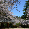 Part 2　雪椿と桜が咲く加茂山公園に行ってきました