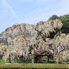 GWのおでかけに神代植物公園がおすすめ！春～初夏に咲く遅咲き咲き桜と藤の花｜2026年4月18日（東京都調布市）