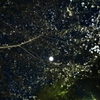 夜の桜。