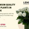 Buy Premium Quality Orchid Plants in New York