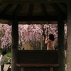 桜撮るひと。