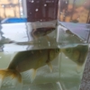 人工飼料なしでも浮きフンが続いて