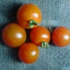 水耕栽培ミニトマト　今晩は５つ収穫できました。
