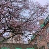最近、ケンブリッジでよく見かける桜？