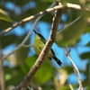 ハシナガタイランチョウ Common Tody Flycatcher