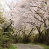 竜が峰の桜並木・・