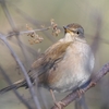 野鳥撮影記: 里山公園での幸運な出会い