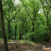EOS5D × TAMRON SP35mm F1.8で小金井公園の緑を撮ってきた