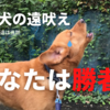 恥ずかしいくもなさけない「負け犬の遠吠え」