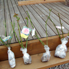 バラ苗到着＆植え付け