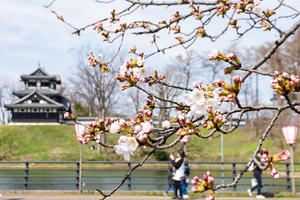 上越市の高田城址公園の桜が待望の開花宣言　昨年より11日遅く