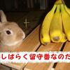 くーちゃん別宅で留守番する