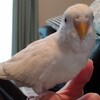 セキセイインコのお迎えを考えているあなたへ