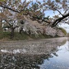 令和初日は弘前桜まつり