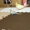 夏の体重管理と台風前のバタバタ日和　【きい・ころ日記】