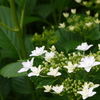 隅田の花火