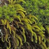 神社で苔探索⑥ 閉じ気味のコバノチョウチンゴケ