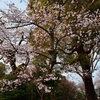 🌸上野公園の桜が開花しました😊
