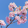 聖崎公園の色々と楽しめる河津桜