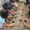 4年理科ヘチマの植え替え