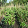 今週の配送野菜ー夏野菜が少しづつ