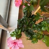まるで南国のよう？！花盛り♪