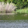 溜池のカモ