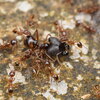  Pheidole cf. smythiesii 