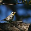 キノドアメリカムシクイ(Yellow-throated Warbler)