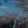 福井市足羽山公園の桜で花見