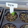 黄金柑香橘発芽