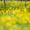 キンポウゲの花畑のタケノコ