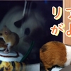チビネズミさんリア獣になる
