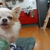 大阪の保護犬カフェでロングコートチワワを引き取らせてもらいました。