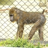 動物シリーズ：マンドリルとブラッザモンキー：安佐動物公園 ⑧（広島県広島市）