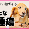 17歳ダックス娘に新たな腫瘍発覚！
