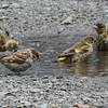 雨あがりの野鳥と雑草