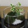 山苔と観葉植物をガラス瓶や鉢に