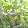 大きくなったベランダメロン