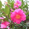 寒椿の花