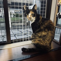 茶トラさん、見っけ！