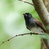 近所の池・・・この日もサンコウチョウ！