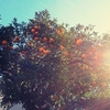 柑橘の実