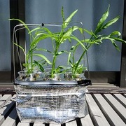 水耕栽培 空芯菜 カテゴリーの記事一覧 春色ソレイユ 水耕栽培 空芯菜 カテゴリーの記事一覧 春色ソレイユ
