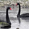 コクチョウ２羽が志摩に飛来　動物園から逃げた？