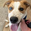 【犬飼う、飼わない問題】やっぱり大変