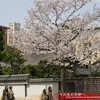 冷泉家の桜と同志社大学明徳館の塔