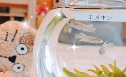 記事を見る