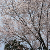 曲がり角の家の桜