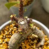 【観葉植物】丸坊主にしたガジュマルから新芽が出た
